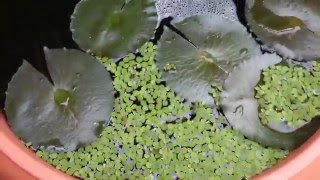 Mi estanque en una maceta  my pond in a pot  update 22042016 [upl. by Bail]