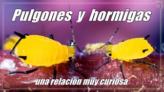 Pulgones y hormigas una relación muy curiosa Aphids and ants [upl. by Nimoynib]