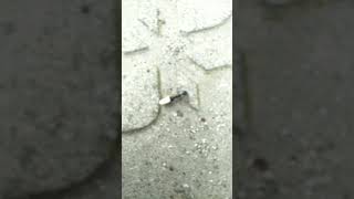 The Ant stole a riceThe ants go marchingthe ants gameplayshortsviral [upl. by Merp]