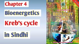 Krebs cycle class 11 biologyCitric acid cycle  Sindh board [upl. by Lenrow]