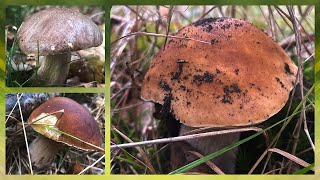 Birkenpilze Steinpilze Hexenröhrlinge amp mehr🍄 Schöne Funde und tolle Pilzvielfalt Oktober 2024 [upl. by Niltac]