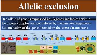 Allelic Exclusion of T Cell Receptor gene segments TCR Diversity [upl. by Franza]