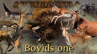 Bovids one [upl. by Kopple]