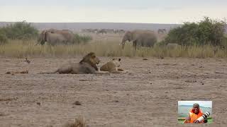 Amboseli National Park True Animal kingdom [upl. by Elocn]