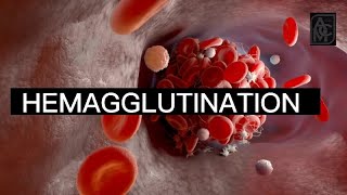 Hemagglutination Definition with Graphic RepresentationAsh Medical Concepts hemagglutination [upl. by Sanfo]