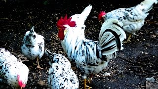 Exchequer Leghorn Hühner  Alte Nutztierrassen Folge 106  Film Hühnehaltung Huhn chicken breed [upl. by Lleda]