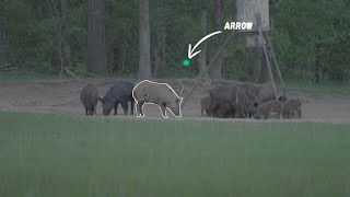 Ultimate Bow Hunting Kill Shot Compilation  Bow Hunting Hogs [upl. by Amandy]