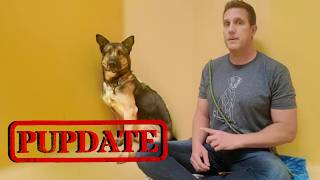 Heres what happened the German Shepherd in the Shelter for over 365 Days  Pupdate for Wang amp more [upl. by Teillo]