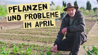 Diese Probleme hat selbst ein Gärtner Jungpflanzen und Gartenarbeiten im April 2024 [upl. by Aserat]