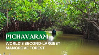 Pichavaram Mangrove Forest I Worlds Second Largest Forest Pondicherry I Anu I Her Zindagi [upl. by Leahcimrej]