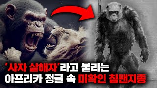 라이온 킬러 라고 불리며 콩고의 정글을 공포로 몰아넣은 거대한 유인원 집단 미스터리 [upl. by Namlas]