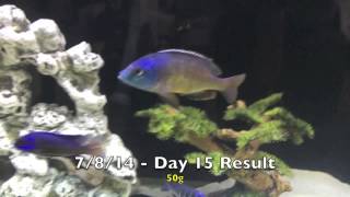 Super Red Empress Fin Damaged Repaired Day 15 Result [upl. by Anircam]