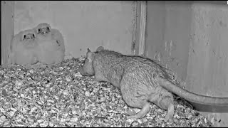 Dramatic Wildlife Encounter Rat Intrudes on Kestrel Nest With Two Nestlings [upl. by Tertias328]