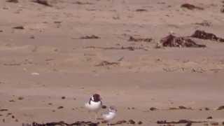 APOLLO BAY HOODED PLOVER CHICK [upl. by Neerhtak]