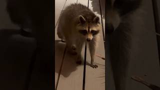 ￼Raccoon visit [upl. by Teerell]