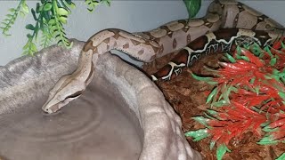 Kor BCC Guyana boa constrictor snake drinking and having a soak True redtail [upl. by Eened]