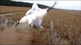 LDWF captures whooping crane [upl. by Forward]