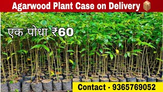 Agarwood plant Case on Home delivery मिलेगा 📦  Contact me  COD agarwood [upl. by Andrei]