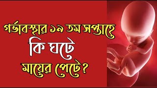 গর্ভাবস্থার ১৯ তম সপ্তাহ। 19 Week Pregnancy bangla । Pregnancy Week by Week Bangla [upl. by Berty]