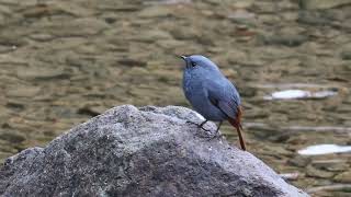 红尾水鸲 Plumbeous Water Redstart [upl. by Doti]