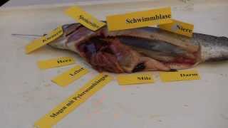 Forelle Präparation trout dissection Fisch [upl. by Burton]