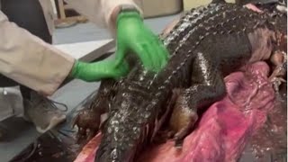 Florida python eats gator More than a viral video [upl. by Hedi]