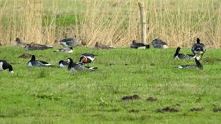 Roodhalsgans in natuur rond Hilvarenbeek [upl. by Kryska]