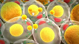 cholesterol adipocytes fats cells [upl. by Yaj218]