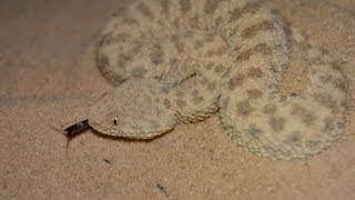 עכן קטן מתחפר בחול  Cerastes vipera Sahara Sand Viper digging itself in the sand [upl. by Nodnyl]