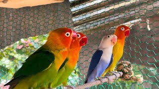 Smart lovebird Parrot  Smart Little Cute Parrot lovebird cute parrot [upl. by Derek]