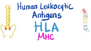 Human Leukocytic Antigen HLA  Major Histocompatibility Complex MHC  Immune System [upl. by Mcneely]