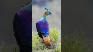 Secrets of the Himalayan Monal Revealed [upl. by Spiers]