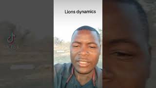 lions dynamics trending wildlife viralvideo lion animals fypシ゚viral fy fypシ゚ viralreels [upl. by Erodeht115]