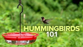 Hummingbirds 101 [upl. by Nitsej314]