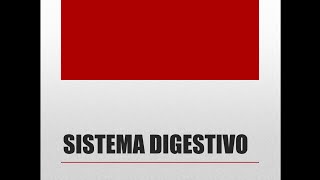 Sistema Digestivo [upl. by Hilliary39]