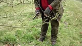 Fruitwise guide to apple tree pruningusing the saw [upl. by Eirrok]