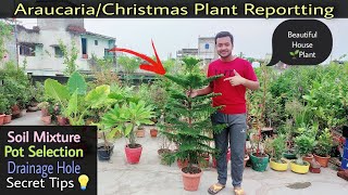 Araucaria Plant ReporttingChristmas Tree Plant Repotनए गमले में कैसे लगाएंPot Size [upl. by Graubert]