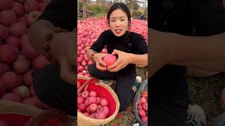 The Orchard Owner is Very Happy to See The Yield of Apples 🍎🍎  Delicious Apple shorts satisfying [upl. by Karen541]