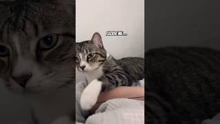 reup How introverted cat asks to be petted part 2 catvideos catlover [upl. by Anirehtak116]