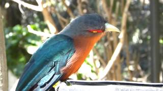 Chestnutbreasted Malkoha [upl. by Woodhead]