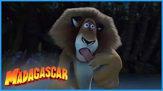 DreamWorks Madagascar  Can You Swim  Madagascar Movie Clip [upl. by Nnylatsyrk]