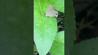 red banded hairstreak august 2024 [upl. by Lanos]