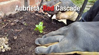 Planting Aubrieta Red Cascade  Restoring Wall Planter Part 2 [upl. by Phelan29]