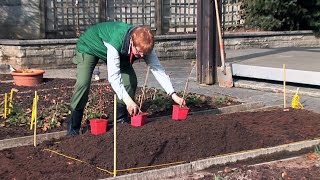 Pflanzanleitung Himbeeren  Standort Zeitpunkt Pflanzung Pflege Pflanzgerüst Aufbinden [upl. by Akiemahs]