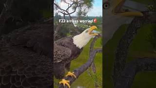 Southwest Florida Eagle Cam  F23🩷is tracking something👀 20240918 swfl nestcam baldeagle [upl. by Corby]