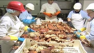 Crab Processing  04 [upl. by Erik866]