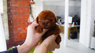 Adorable teacup red poodle │ teacup puppies for sale [upl. by Grew44]