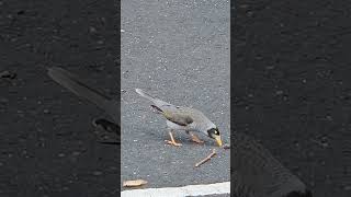 Australian Myna bird [upl. by Rodger]