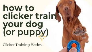 Clicker Training Basics  how to use a clicker to train your dog or puppy [upl. by Ing]