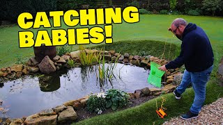 Catching baby goldfish in my pond [upl. by Aicilla]